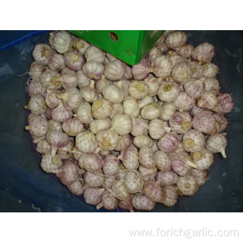 Fresh Normal White Garlic Best Quality